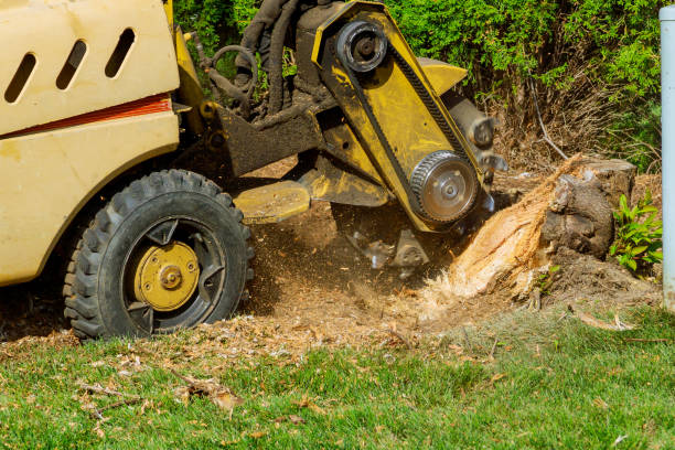 Best Sod Installation  in Lamont, MI