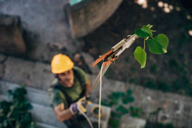 How Our Tree Care Process Works  in  Lamont, MI